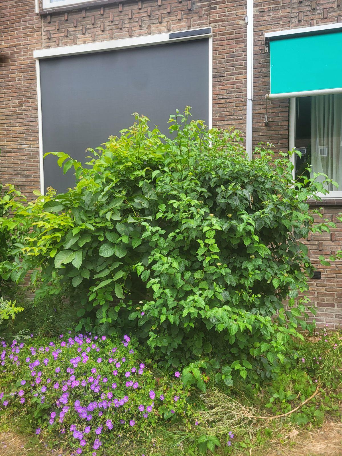 Overwoekerde voortuin bij een appartementencomplex