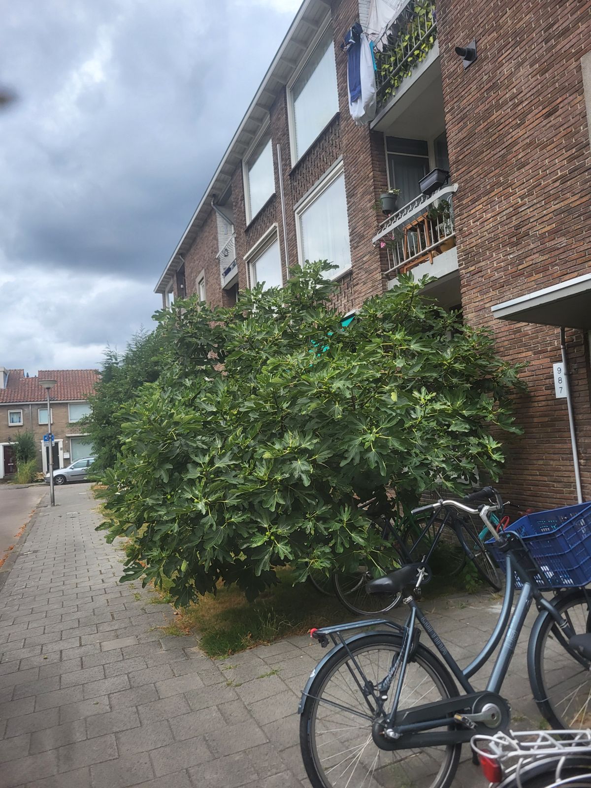 Grote overwoekerde boom voor een appartementencomplex