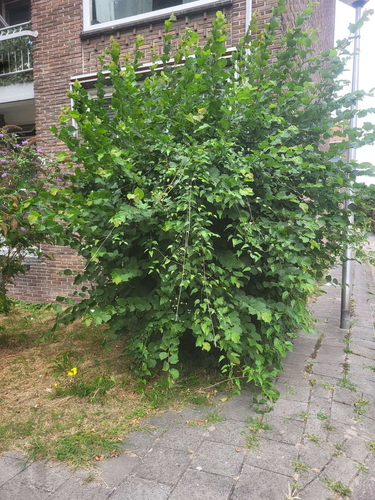 Overgroeide struik in voortuin langs de stoep