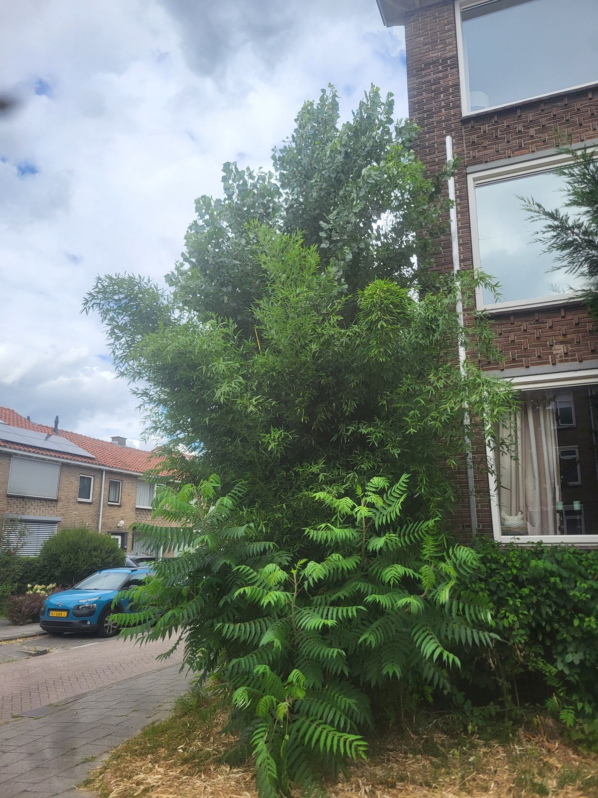 Dichte overwoekering van struiken en bomen voor een appartementencomplex