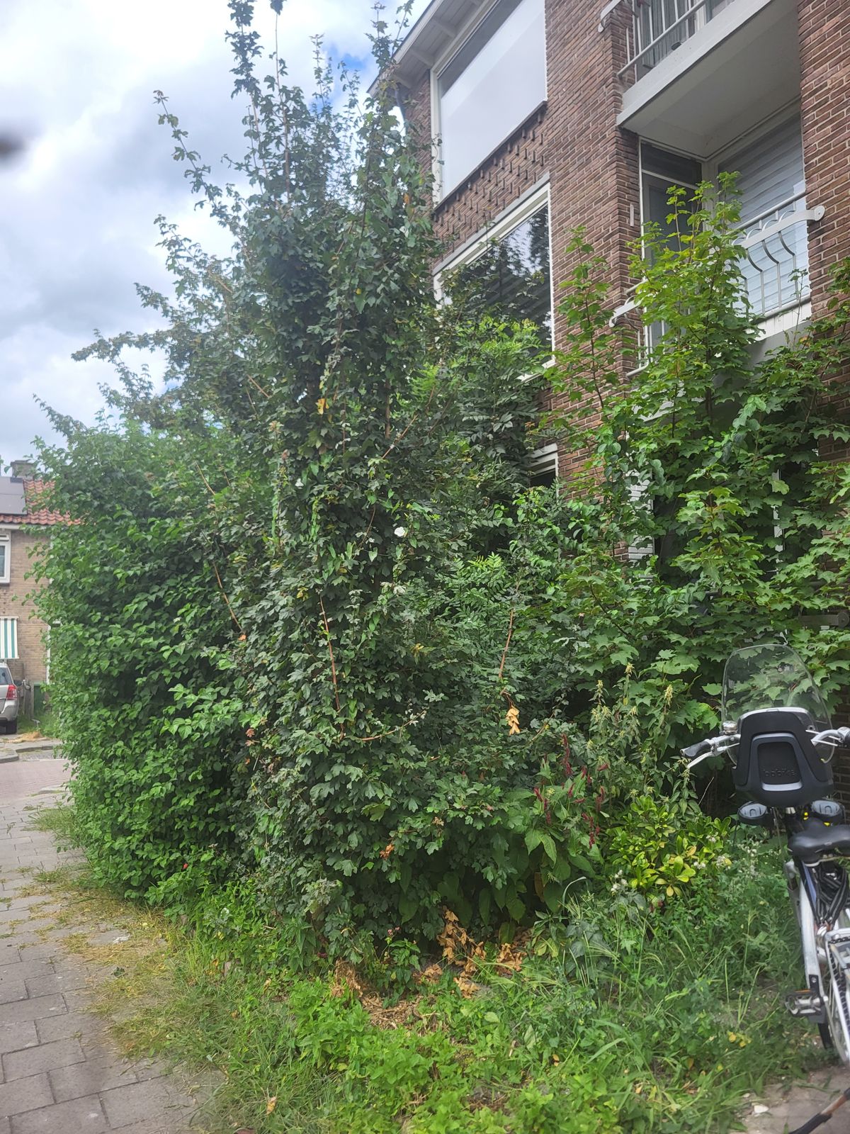 Zwaar verwilderde voortuin bij een appartementencomplex