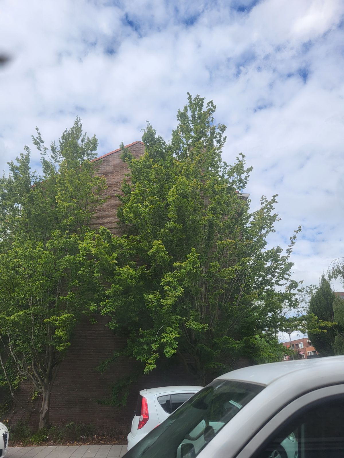 Hoge bomen voor een bakstenen gebouw voor het snoeiwerk