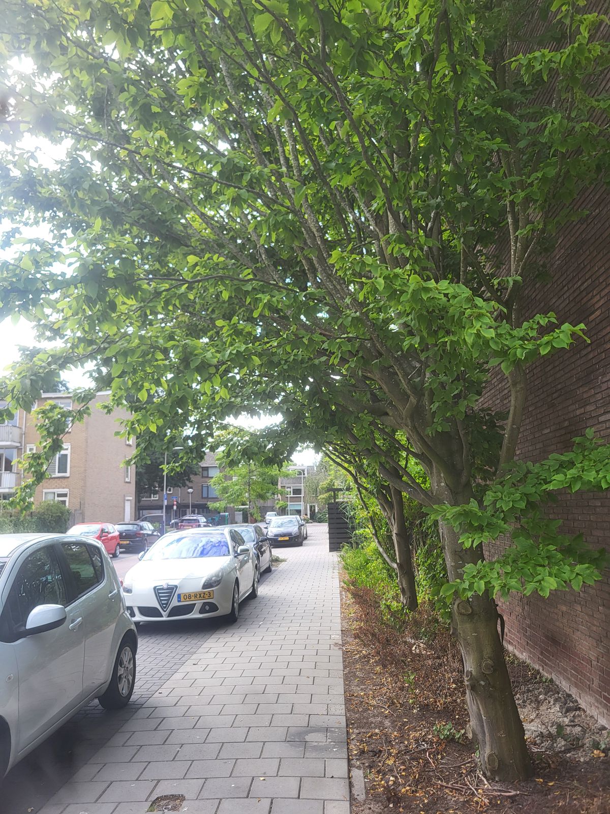 Overhangende bomen langs de stoep in een woonwijk