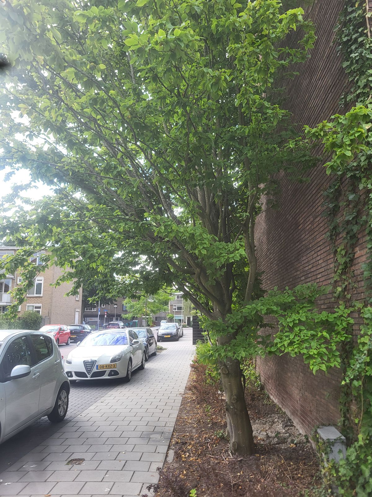Grote boom in groenstrook langs het trottoir